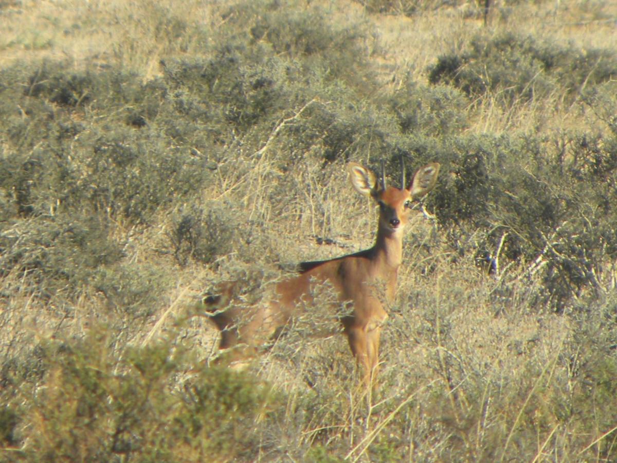Tortoise Trail Lodge Langebaan Esterno foto