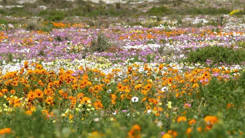 Tortoise Trail Lodge Langebaan Esterno foto